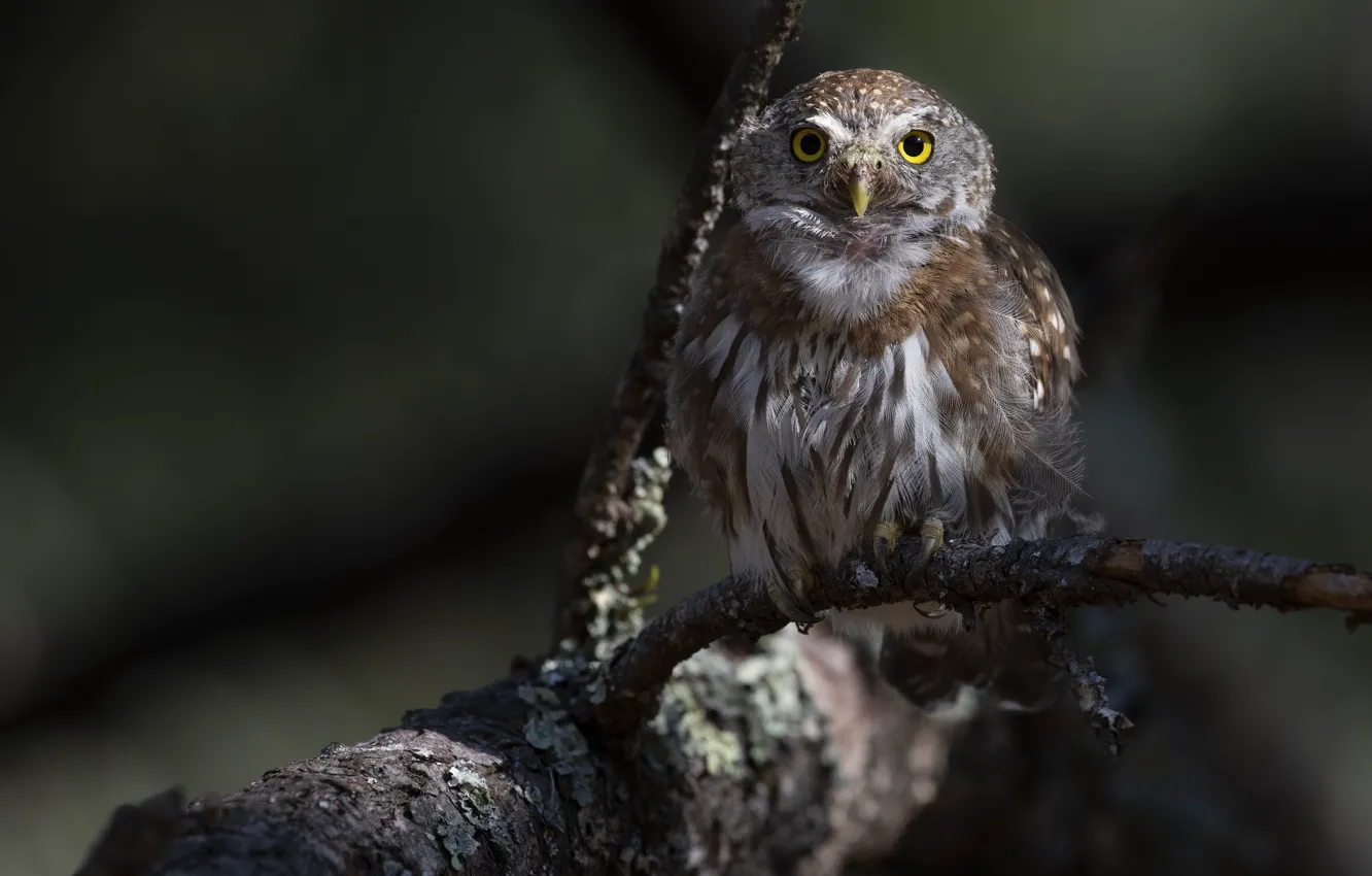 Фото обои взгляд, ветки, сова, птица, сыч