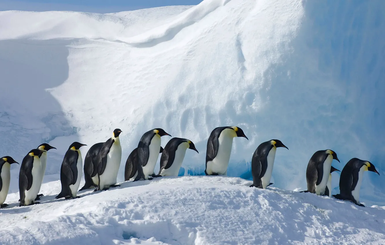 Фото обои птицы, Антарктида, императорский пингвин, Сноу-Хилл