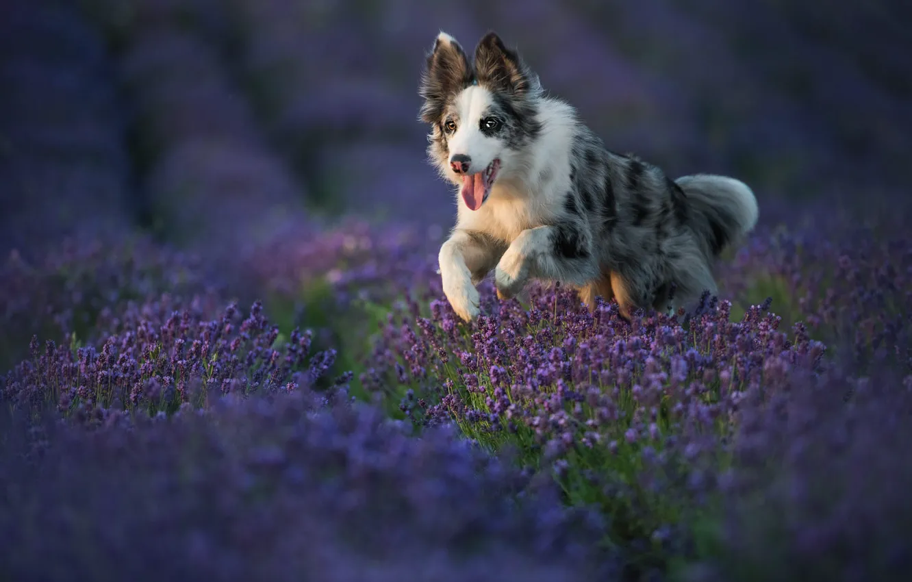 Фото обои язык, взгляд, цветы, природа, поза, собака, бег, щенок