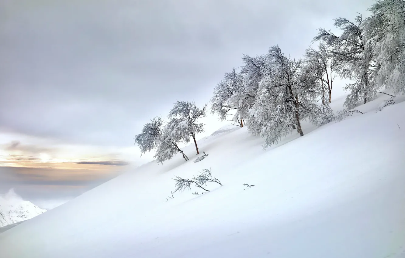 Фото обои зима, небо, снег