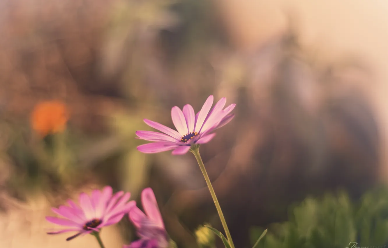 Фото обои макро, цветы, flower, просто, macro