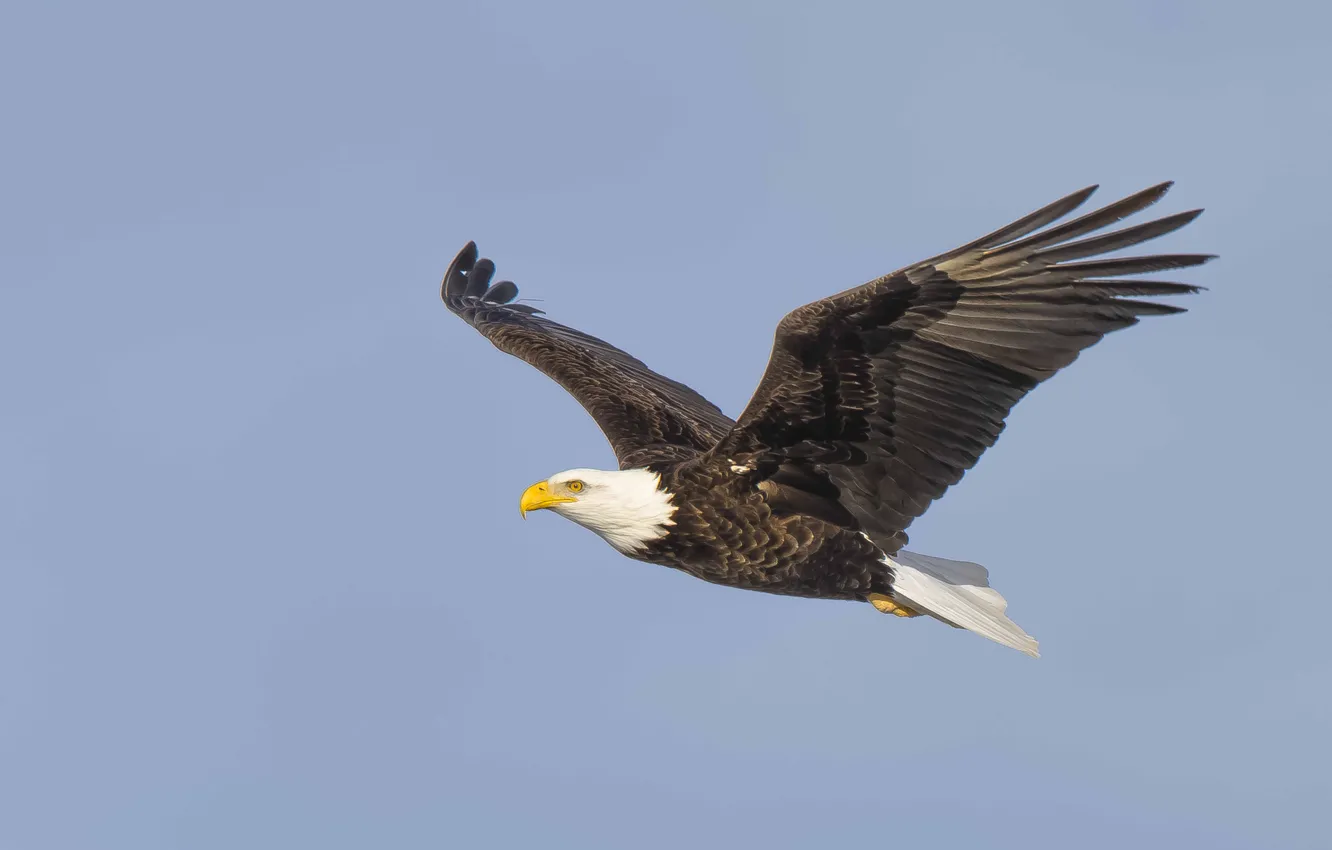 Фото обои sky, flight, wings, bald eagle