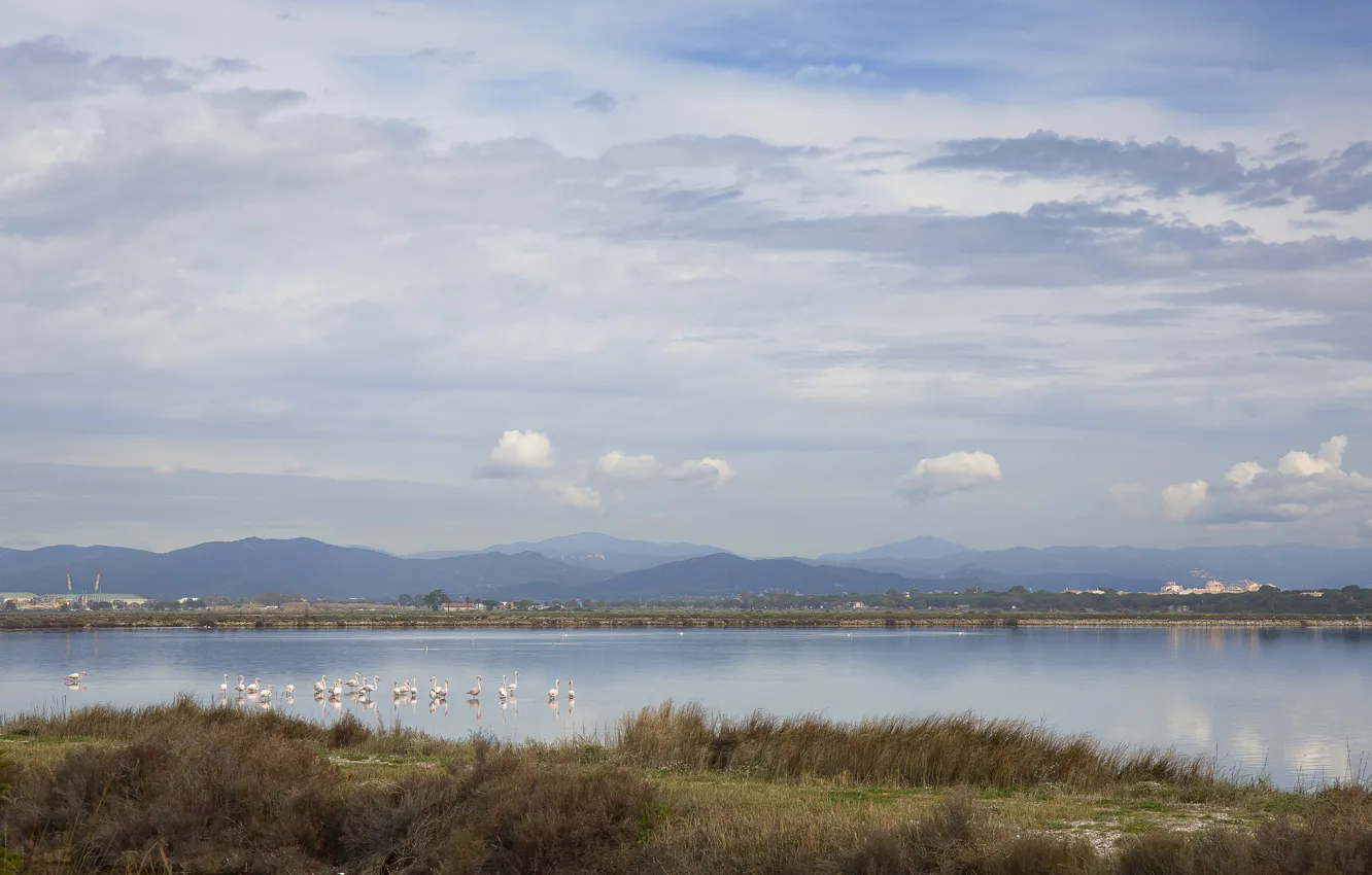 Фото обои горы, птицы, озеро, фламинго