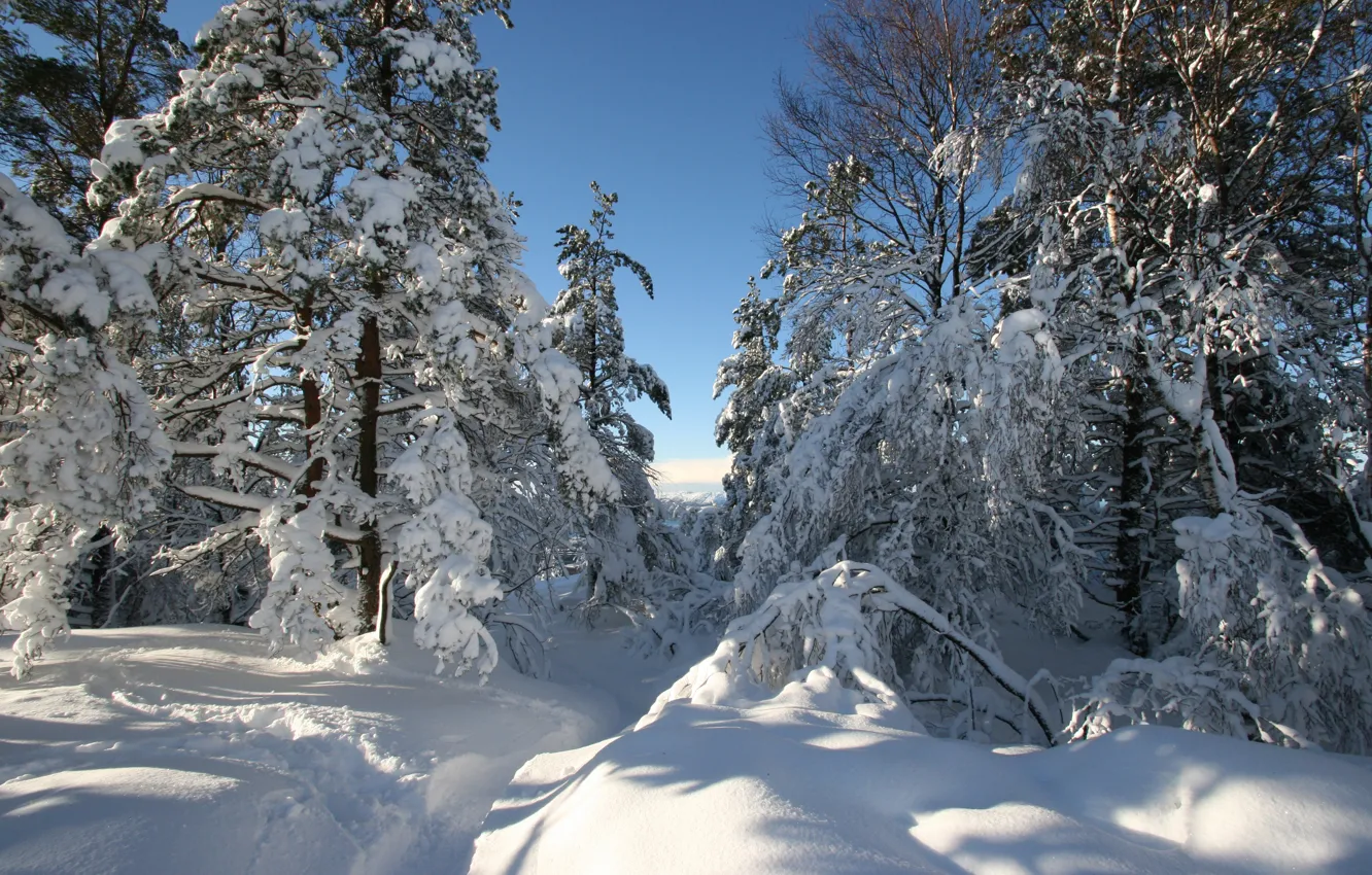 Фото обои зима, снег, деревья, Норвегия, сугробы, тропинка, Хордаланн