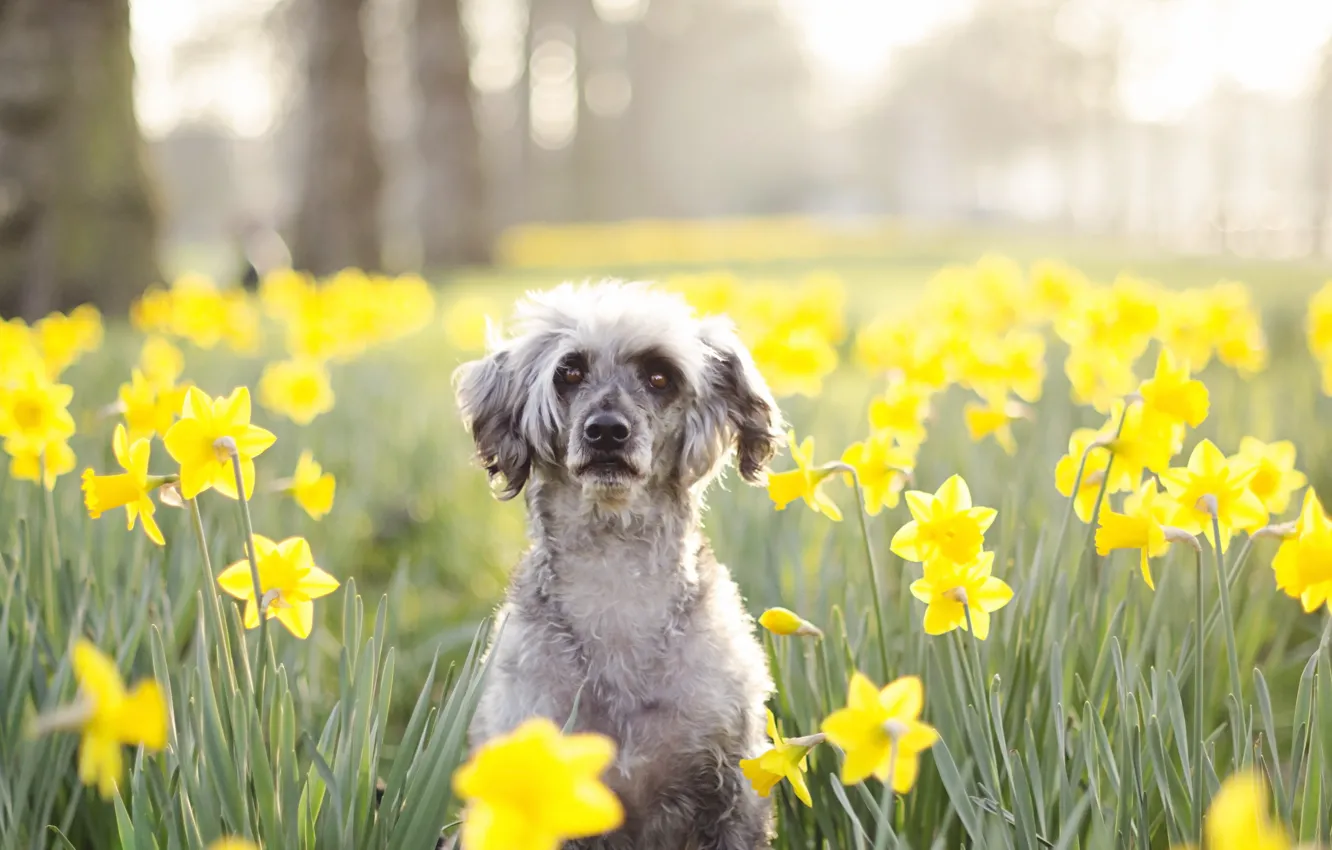 Фото обои взгляд, цветы, друг, собака
