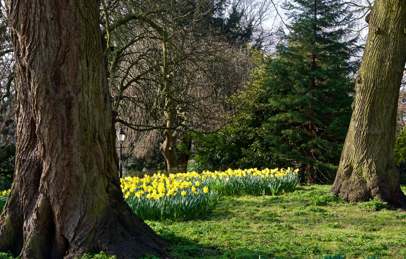 Фото обои деревья, цветы, парк, желтые, фонарь, Великобритания, нарциссы, York