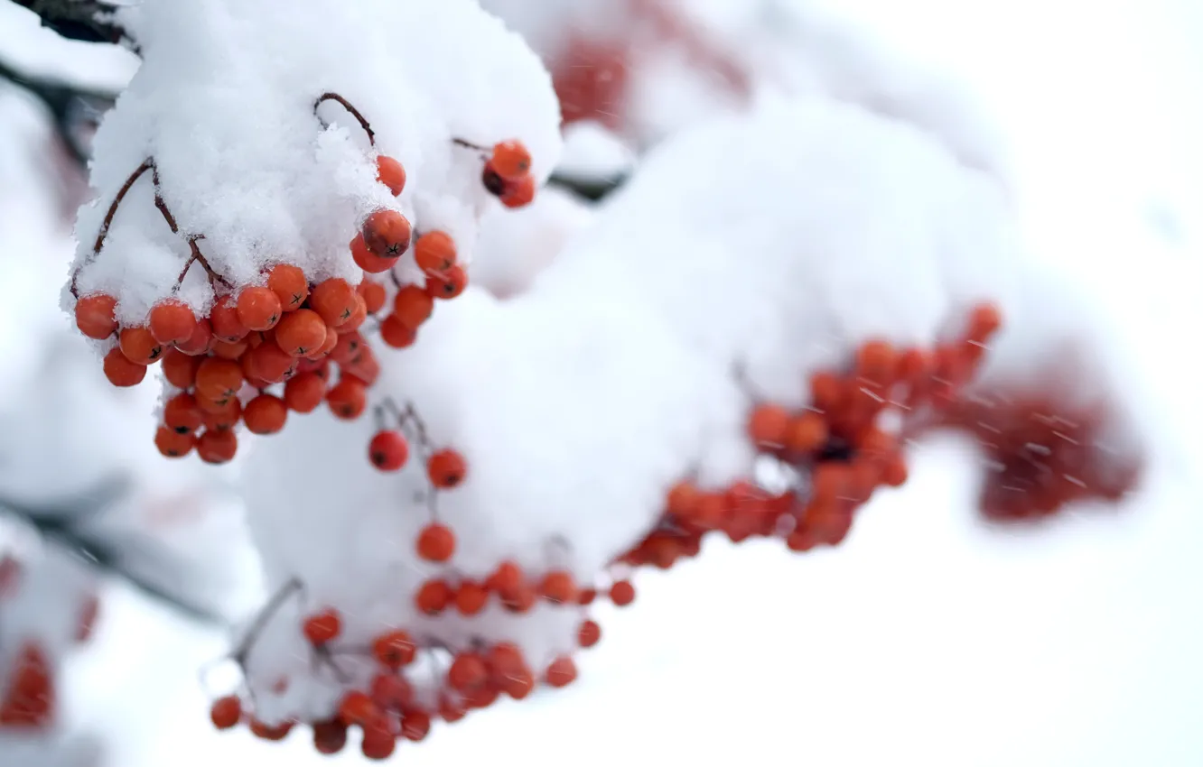 Фото обои зима, снег, ягоды