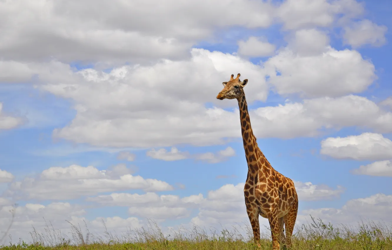 Фото обои трава, облака, жираф, Африка, шея