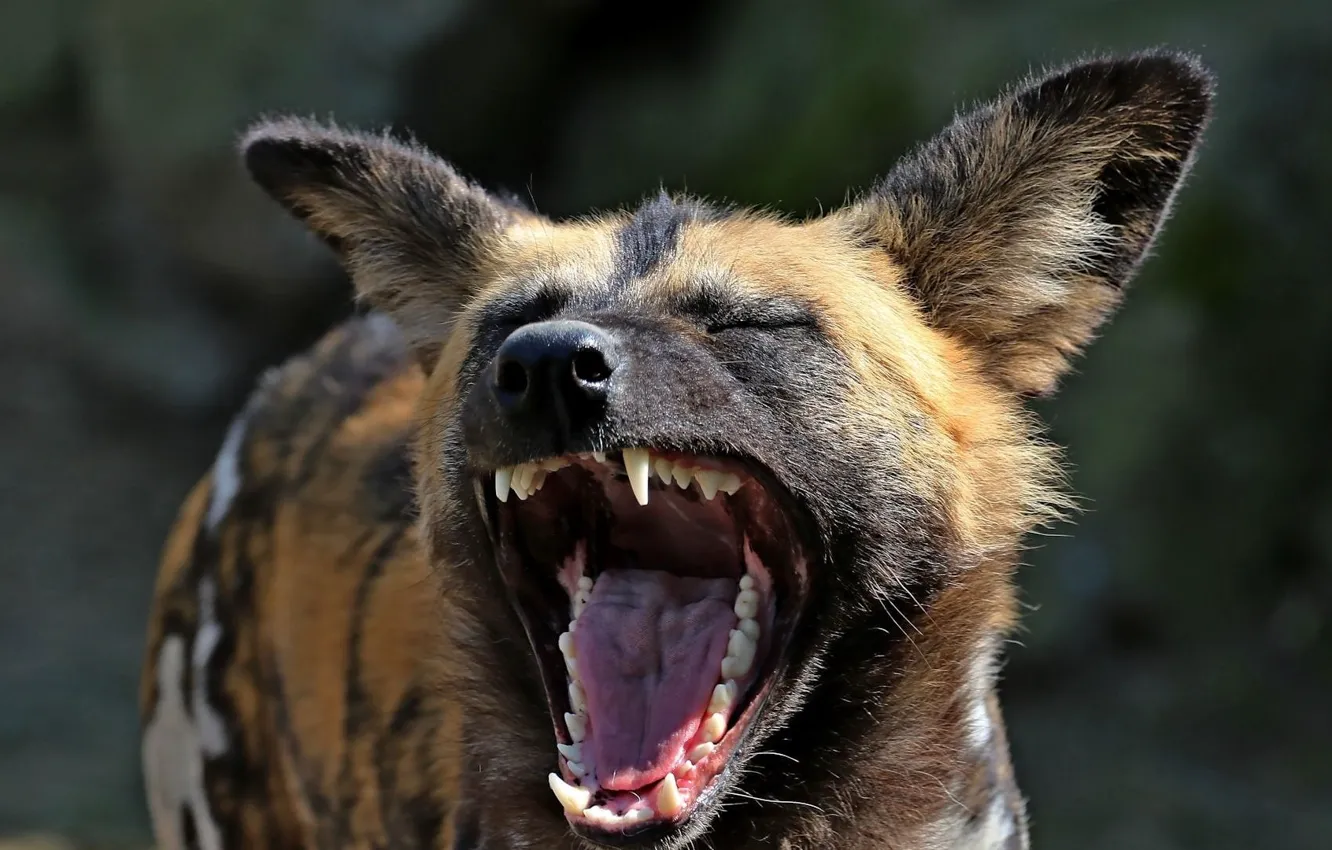 Фото обои Animal, Wildlife, Muzzle, African wild dog