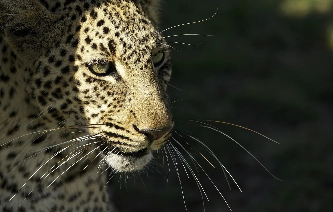 Фото обои усы, морда, хищник, леопард, дикая кошка, © Ania Jones