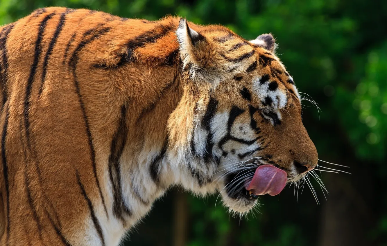 Фото обои язык, морда, тигр, хищник, профиль, дикая кошка