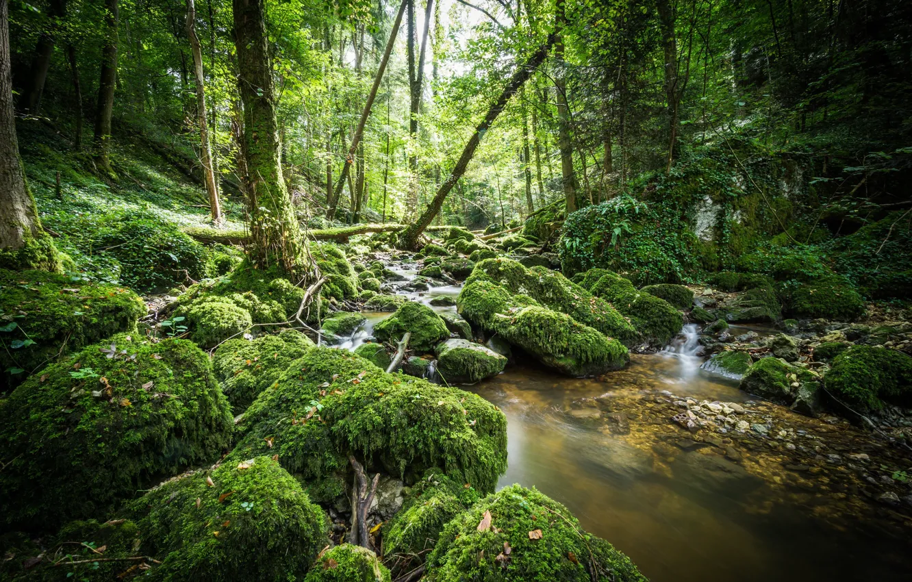 Фото обои зелень, лес, вода, камни, мох