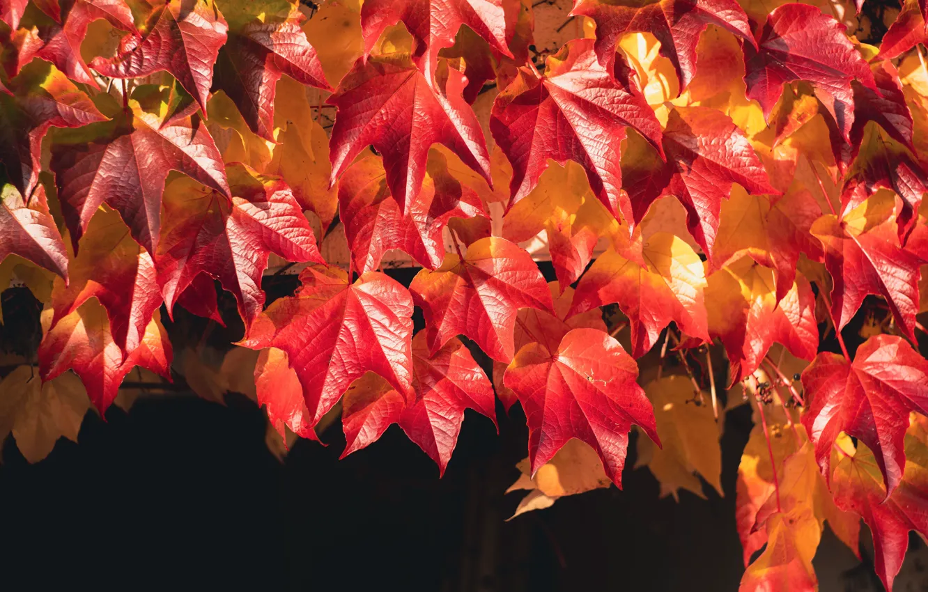 Фото обои осень, листья, свет, ветки, темный фон, листва, яркие, сад