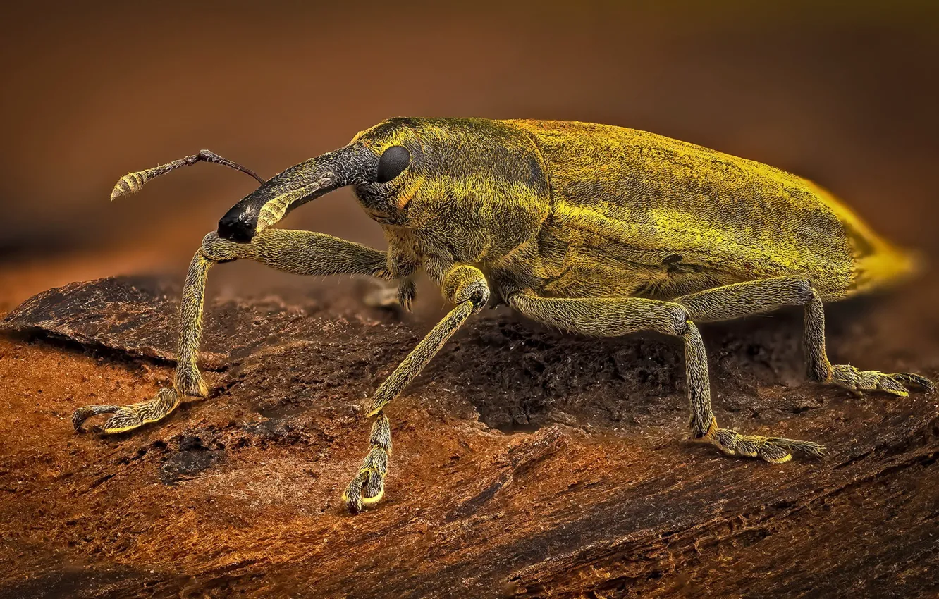 Фото обои природа, насекомое, Lixus iridis