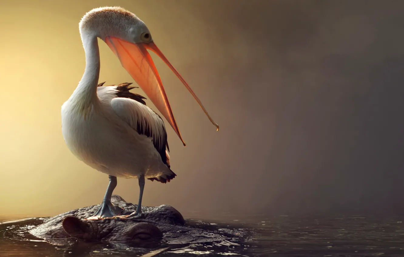 Фото обои вода, птица, бегемот, пеликан