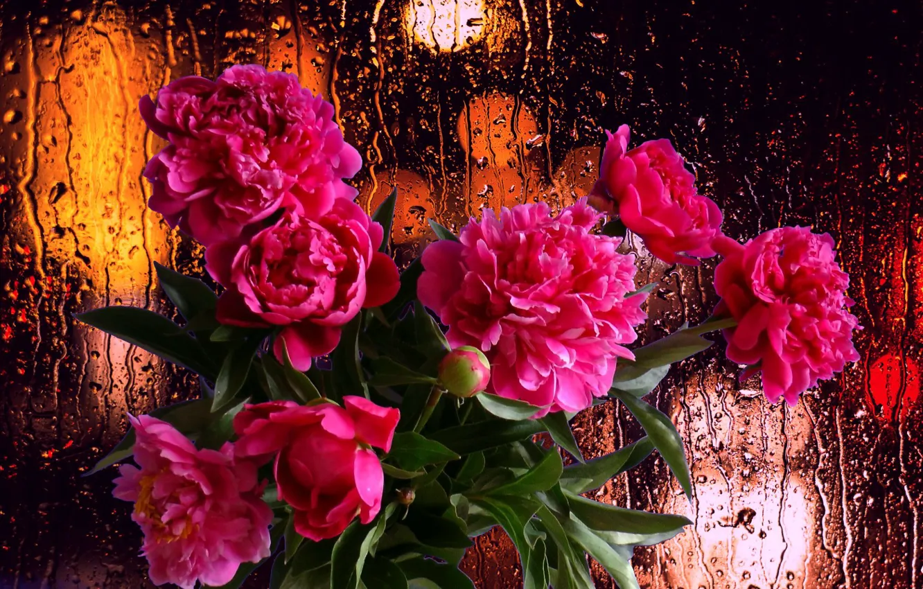 Фото обои капли, цветы, дождь, настроение, букет, Пионы
