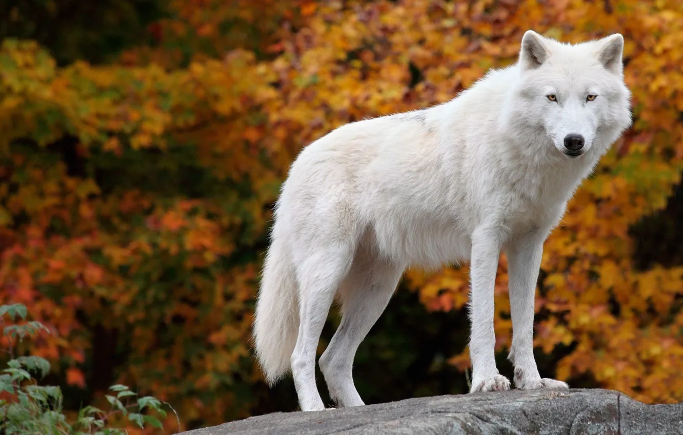 Фото обои predator, arctic, polar wolf