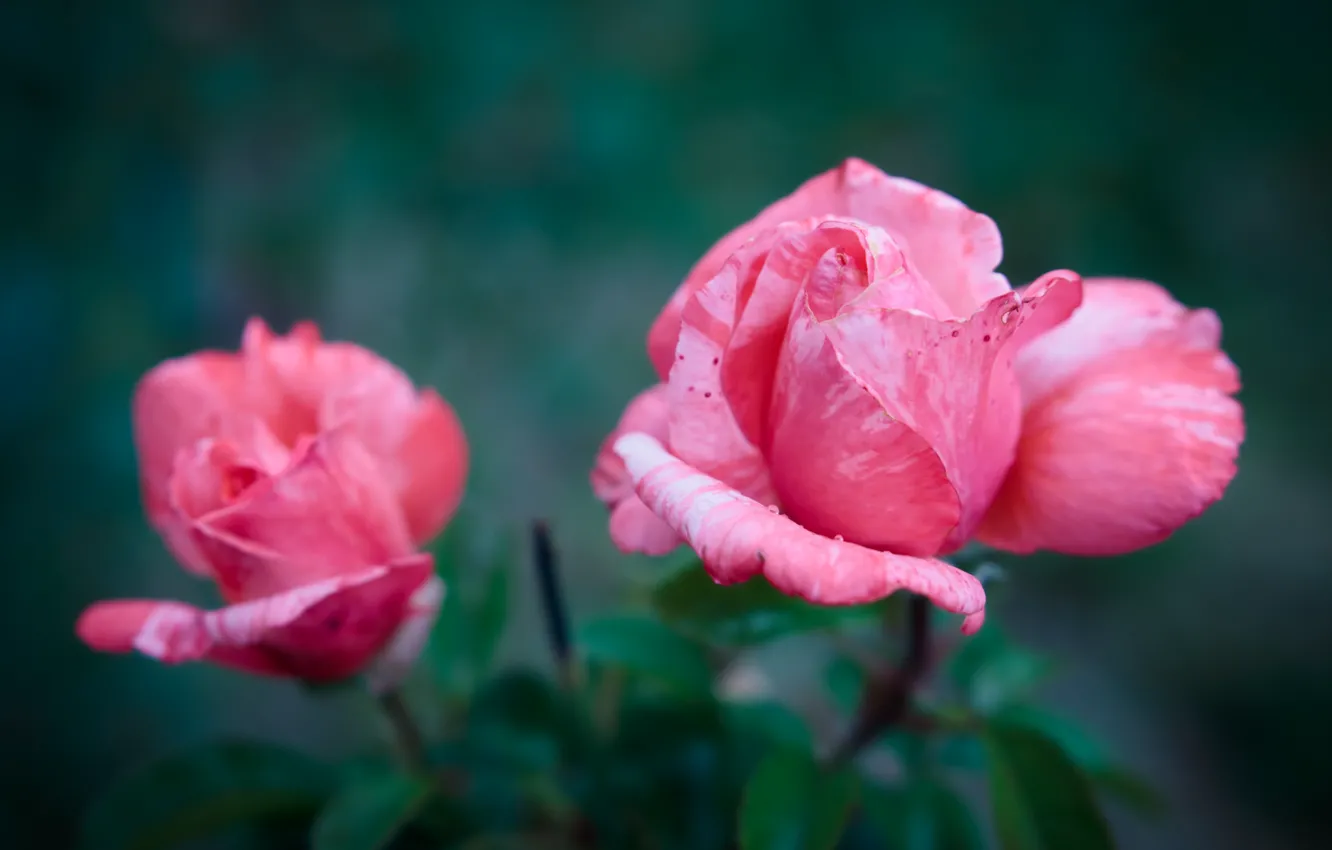 Фото обои розы, розовые, бутоны