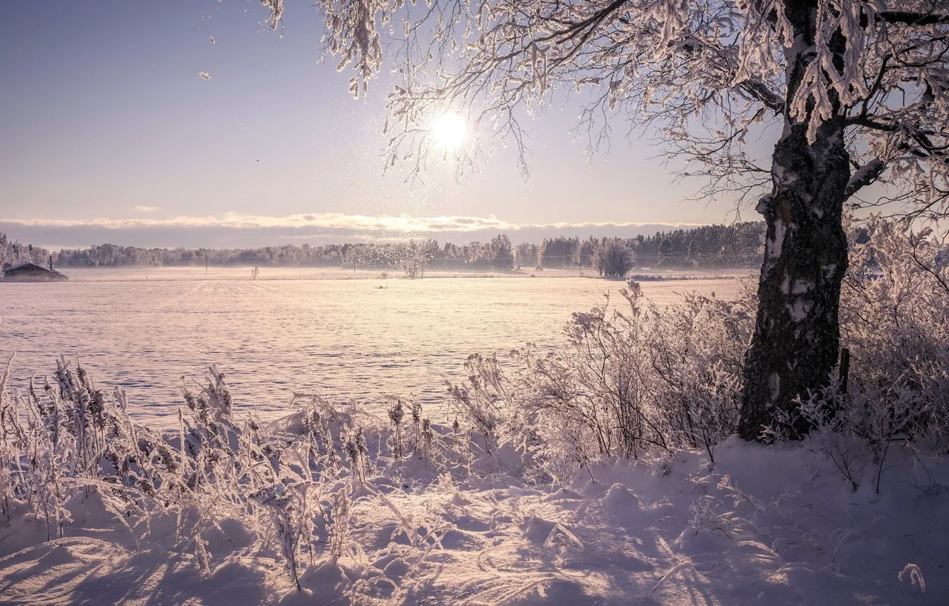Фото обои зима, солнце, снег, природа