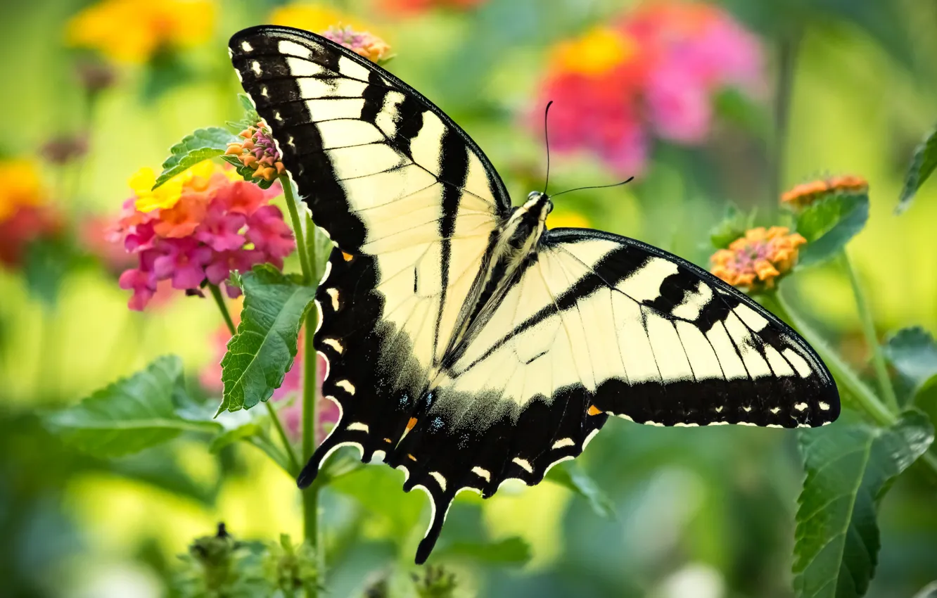 Фото обои цветы, бабочка, красивая