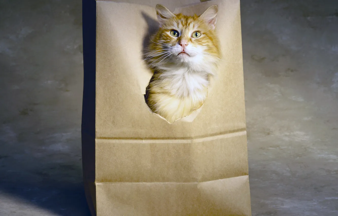 Фото обои язык, кот, голова, рыжий, дырка, бумажный пакет