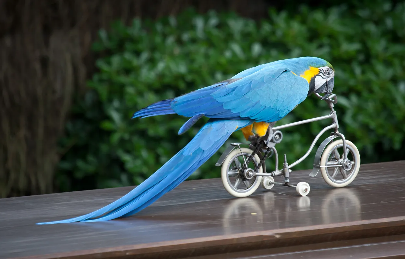 Фото обои велосипед, птица, попугай, ара
