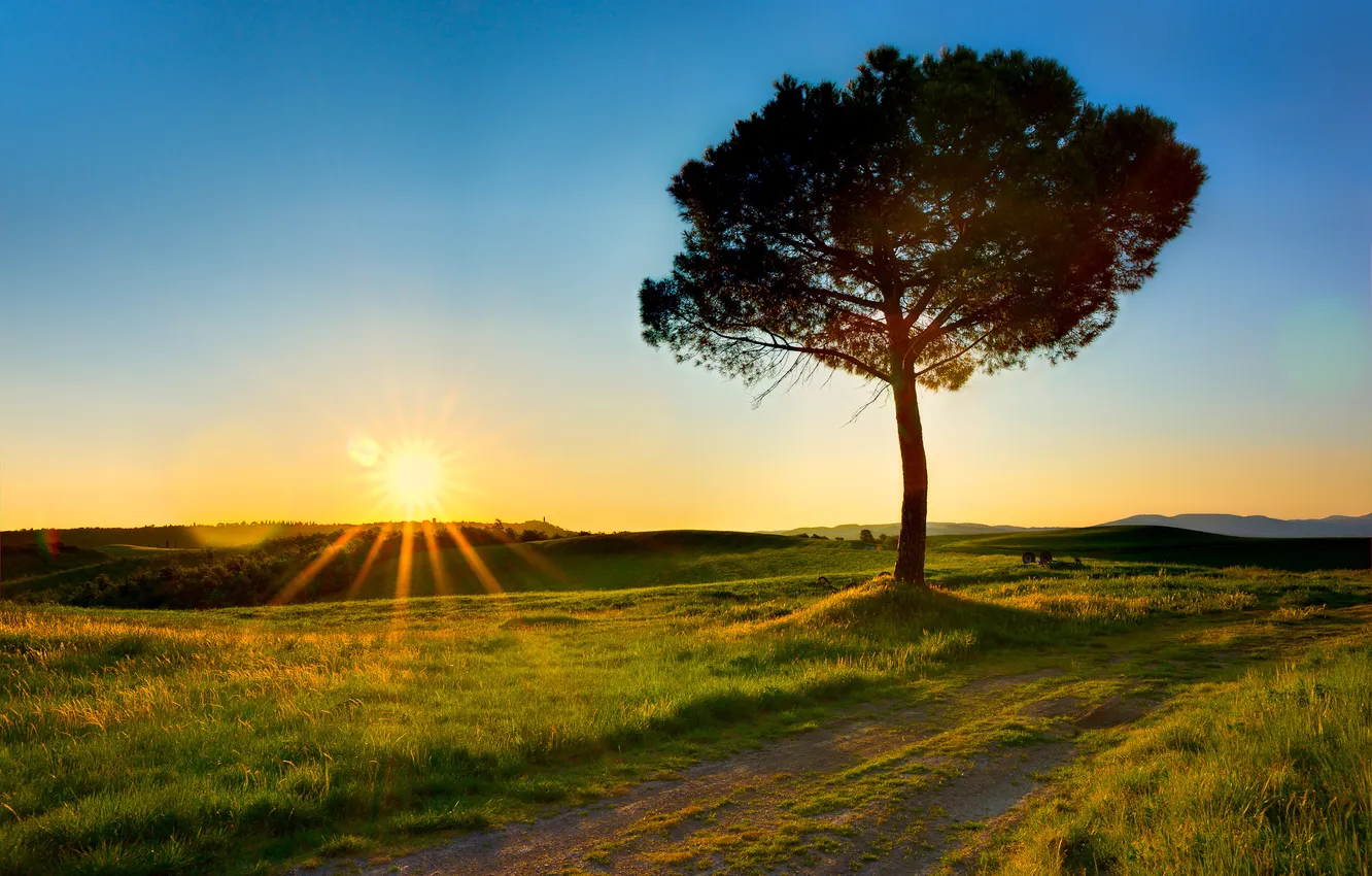 Фото обои поле, солнце, лучи, дерево