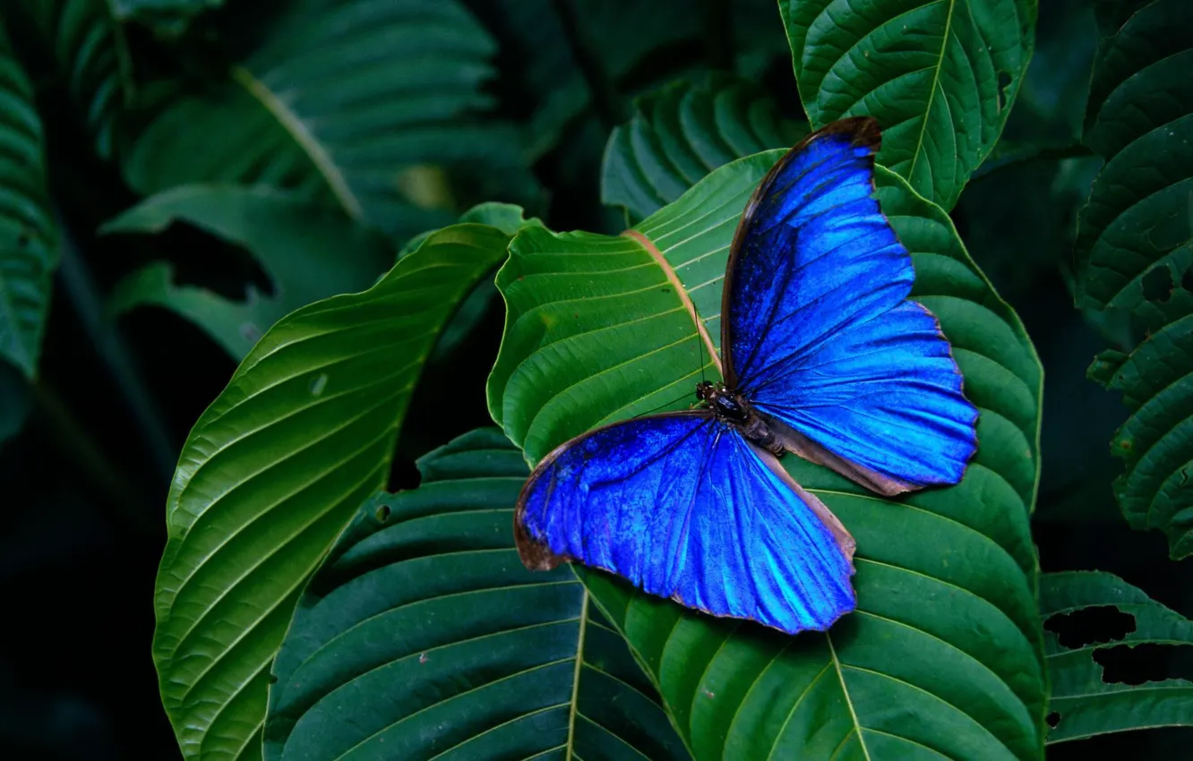 Фото обои листья, фон, бабочка, крылья, насекомое, зелёные, голубая