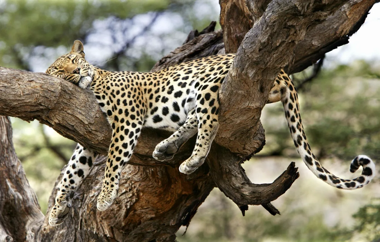Фото обои дерево, сон, леопард, удобный