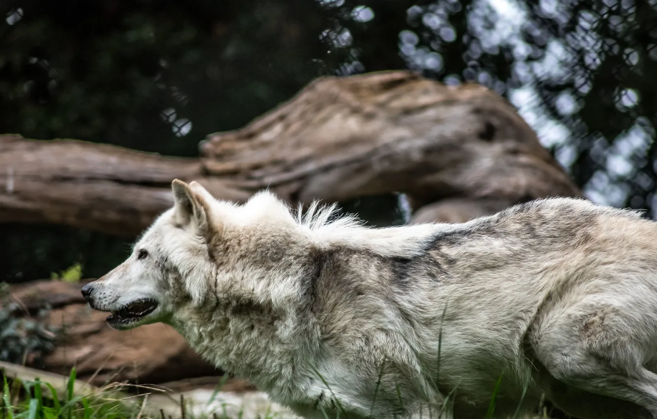 Фото обои nature, snow, predator, face, animal, wolf, wildlife, portrait