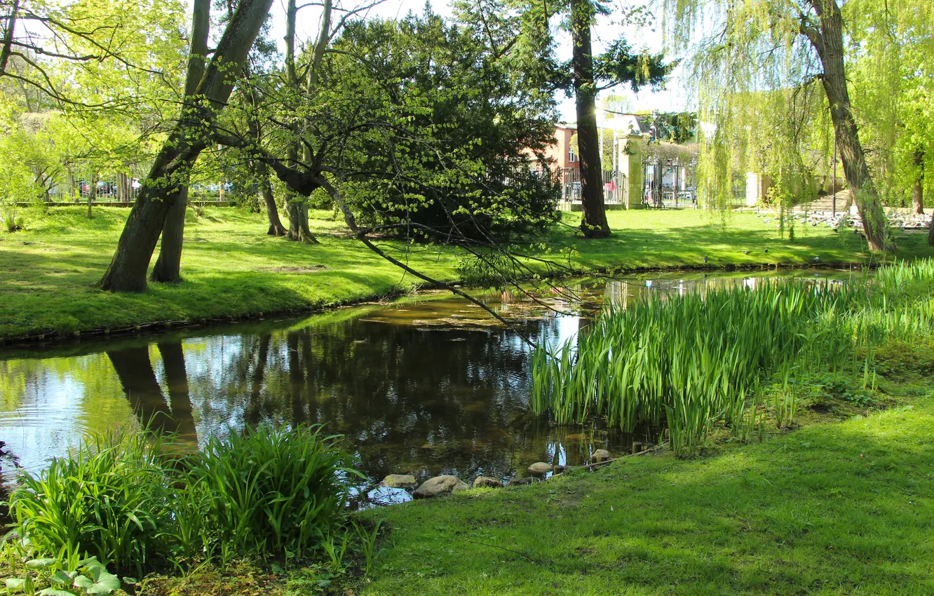 Фото обои trees, park, spring, pond