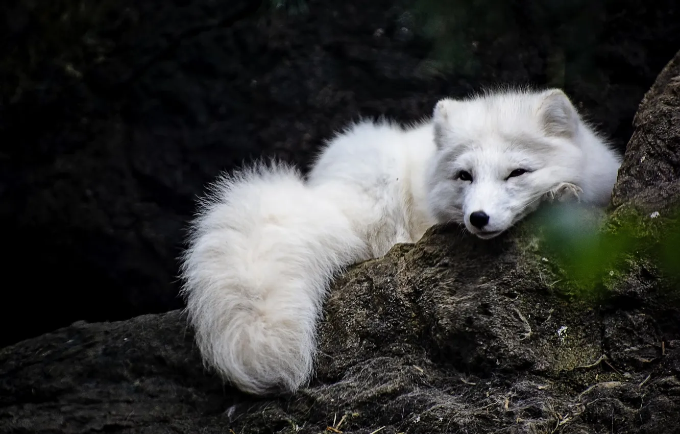 Белый лис фото Обои nature, animal, wildlife, white fox на телефон и рабочий стол, раздел живот