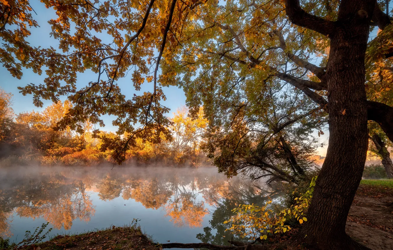 Фото обои осень, деревья, пейзаж, природа, берег, кусты, водоём, Александр Плеханов