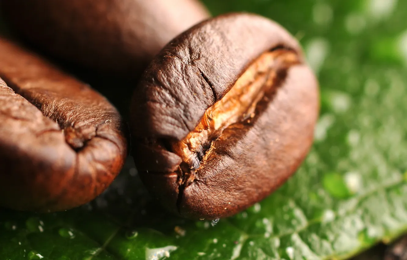 Фото обои макро, лист, кофе, зерна, macro, leaf, beans, coffee