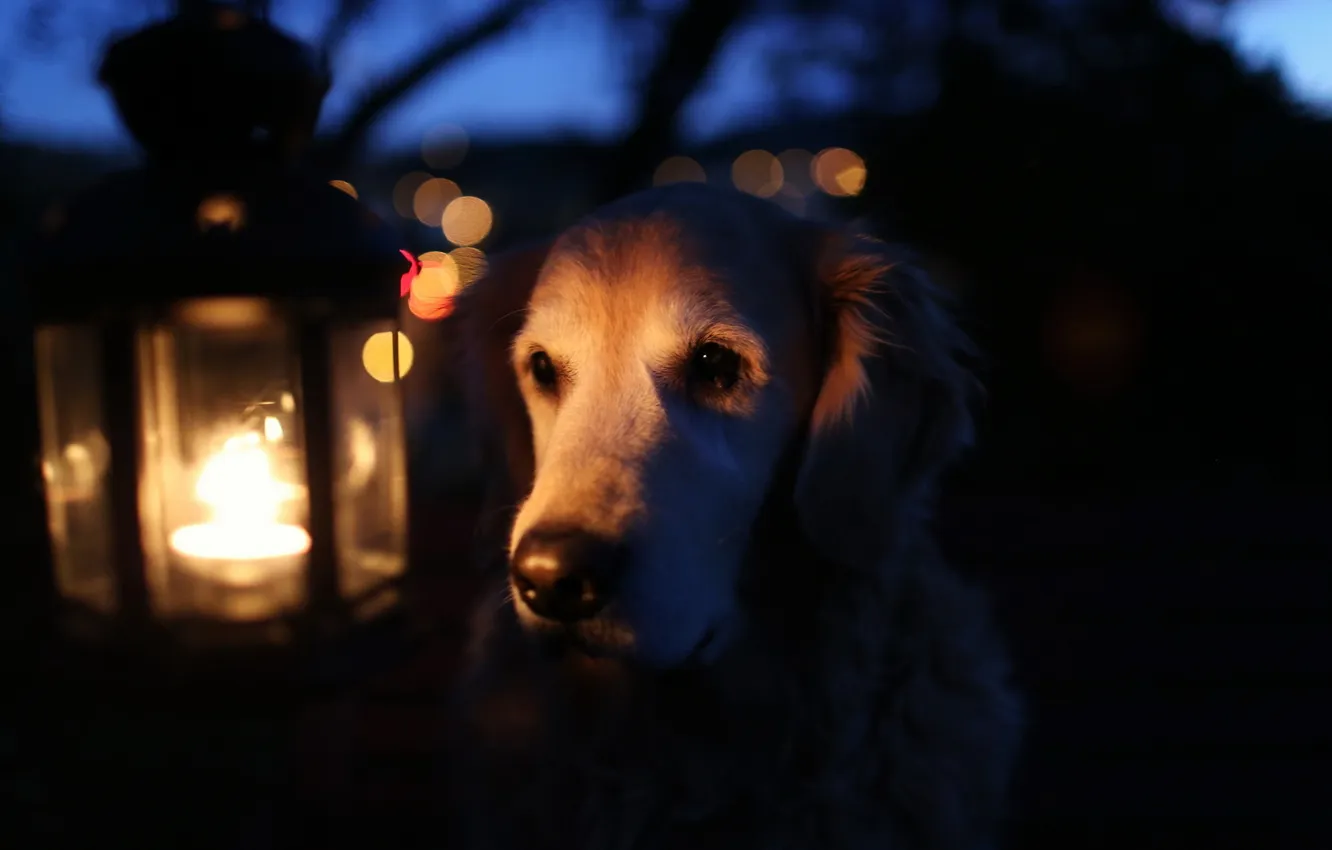 Фото обои свет, лампа, собака