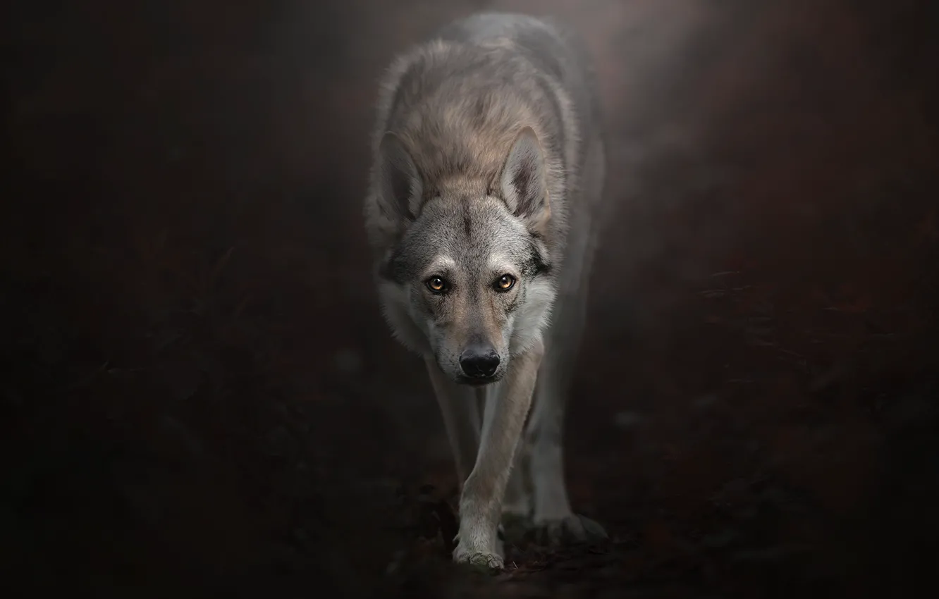 Фото обои взгляд, фон, Чехословацкий влчак, Чехословацкая волчья собака