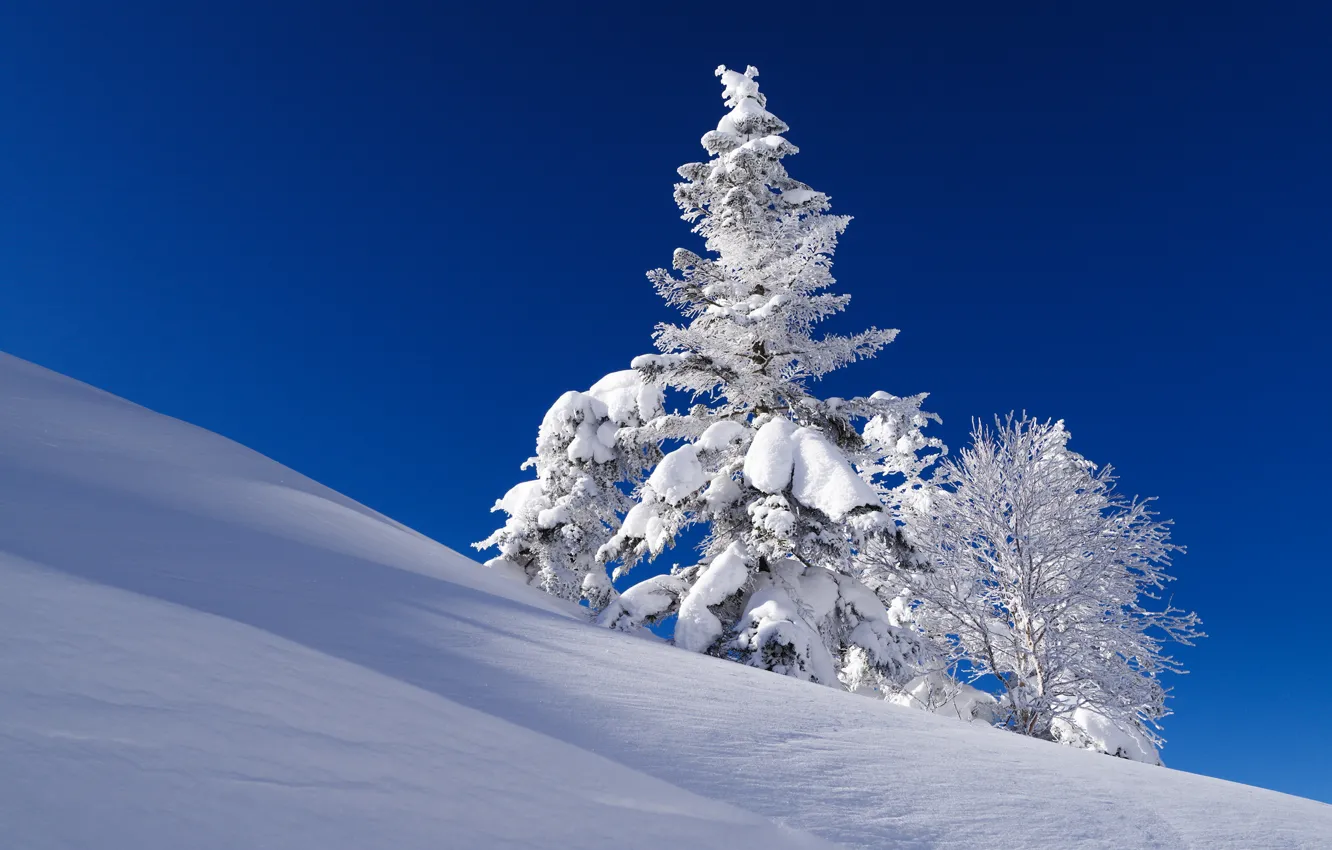 Фото обои зима, небо, снег, дерево, ель, склон
