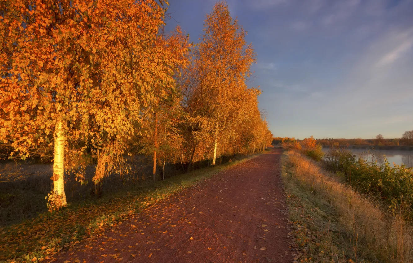 Фото обои дорога, осень, лес