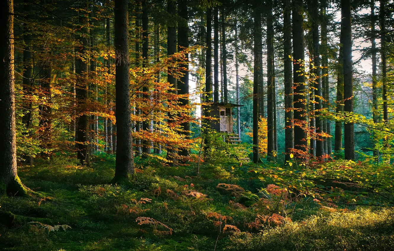 Фото обои осень, лес, свет, деревья, ветки, стволы, листва, лестница