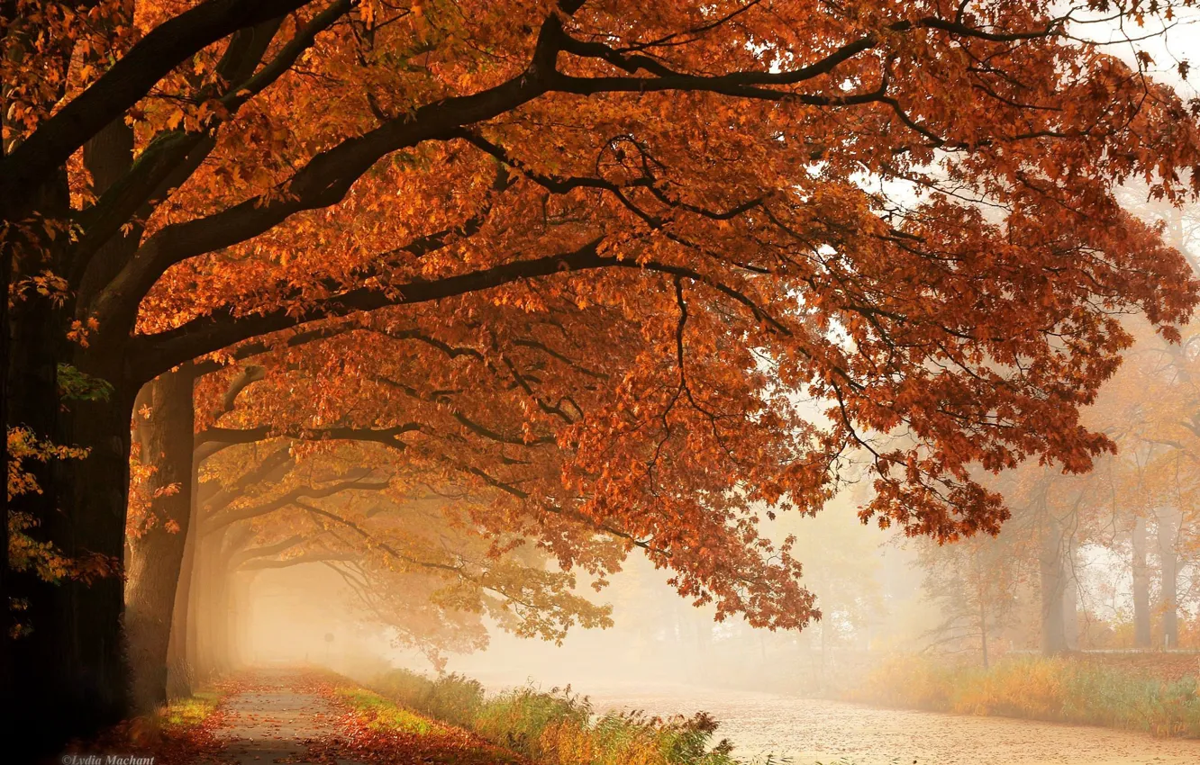 Фото обои осень, деревья, туман, дорожка