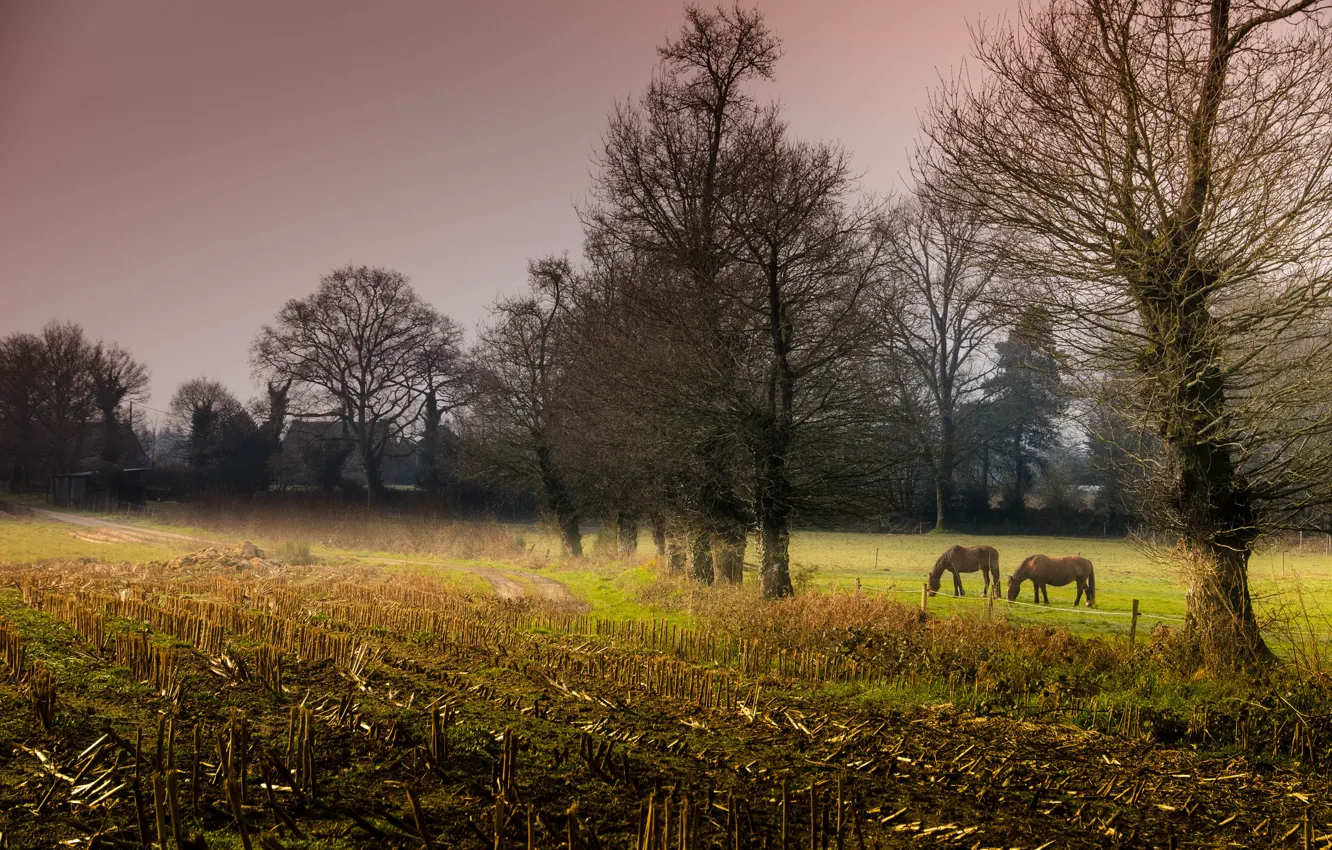 Фото обои поле, деревья, кони, вечер