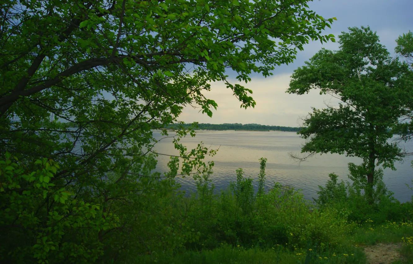 Фото обои зелень, деревья, река, берег, Днепр