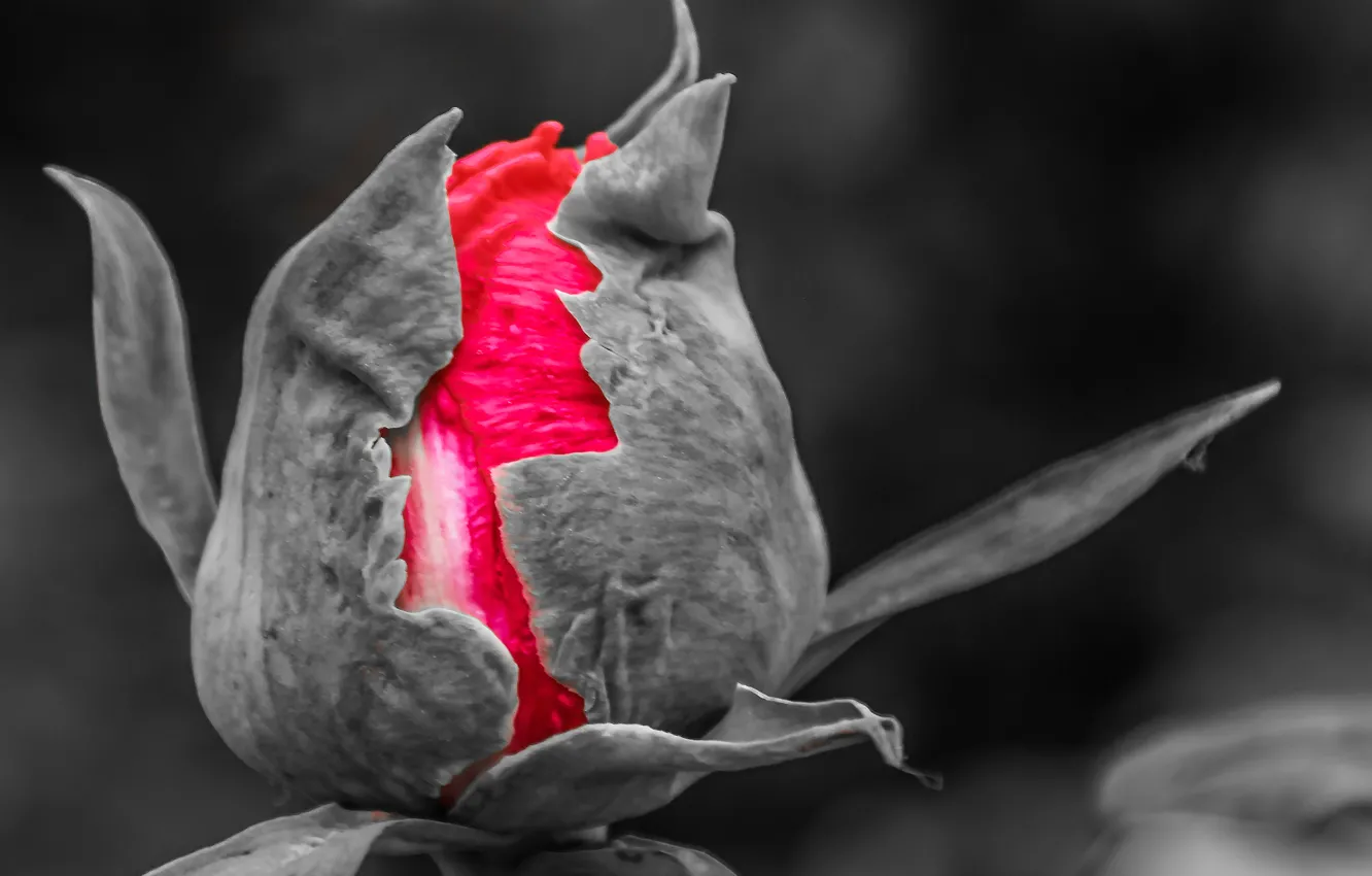 Фото обои цветок, роза, бутон