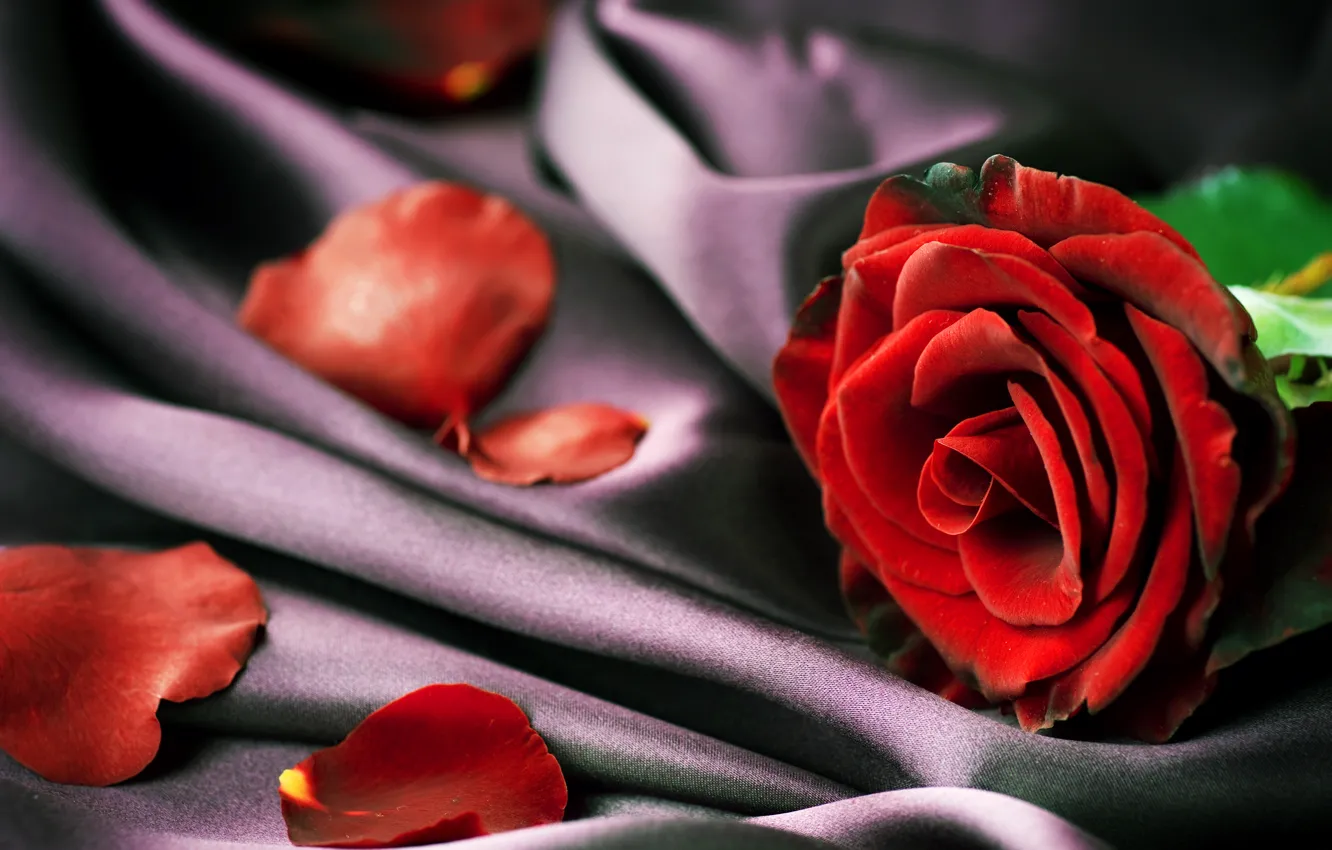 Фото обои роза, лепестки, ткань, красная, крупным планом