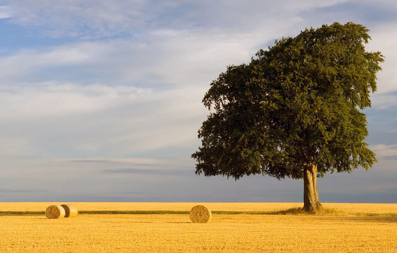Фото обои summer, sky, Tree, field, nature, wheat straw