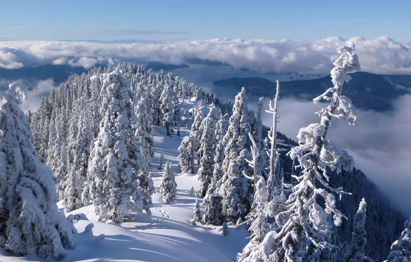 Фото обои зима, лес, облака, снег, деревья, горы, Канада, панорама