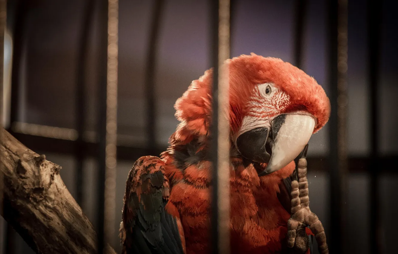 Фото обои красный, птица, клетка, попугай, ара