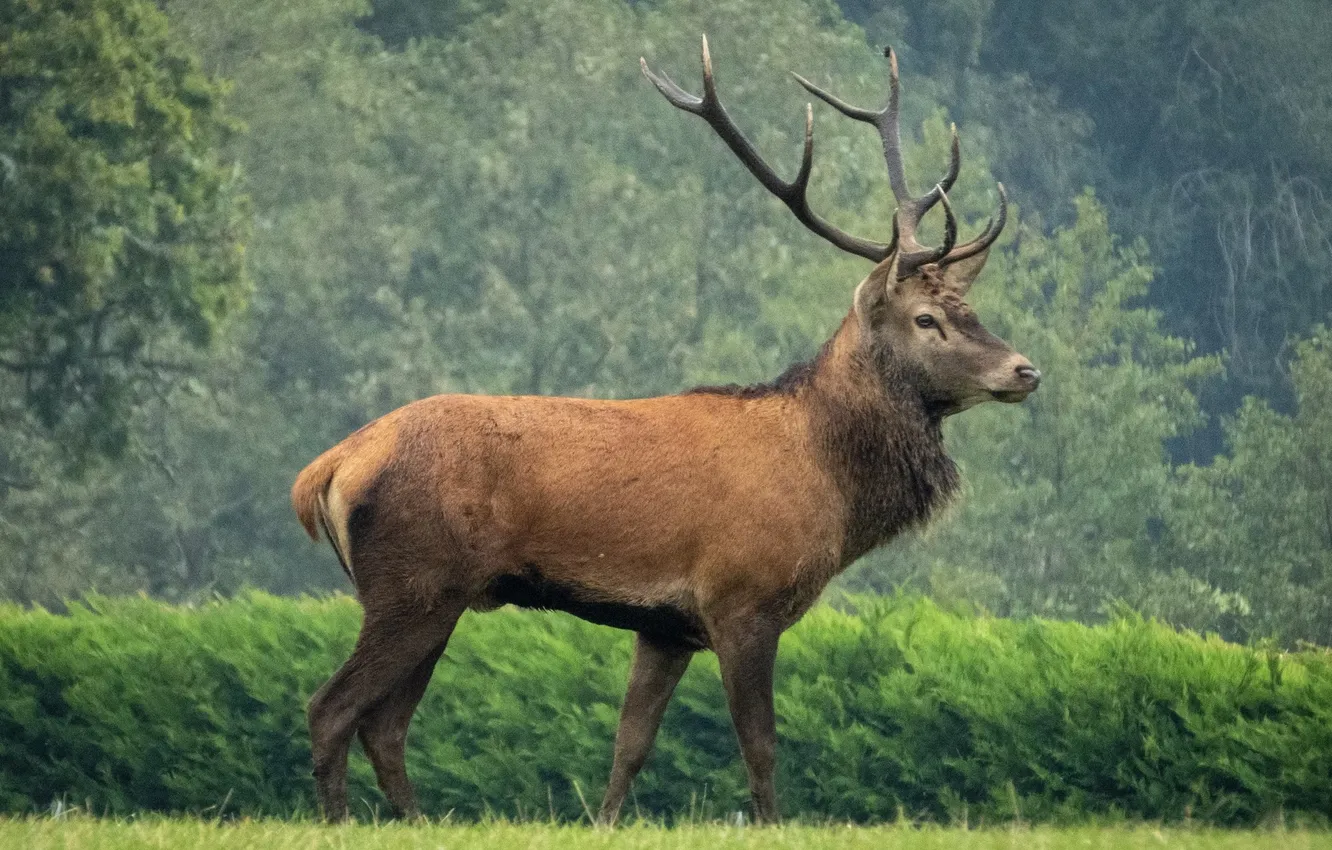 Фото обои america, animal, deer, wildlife