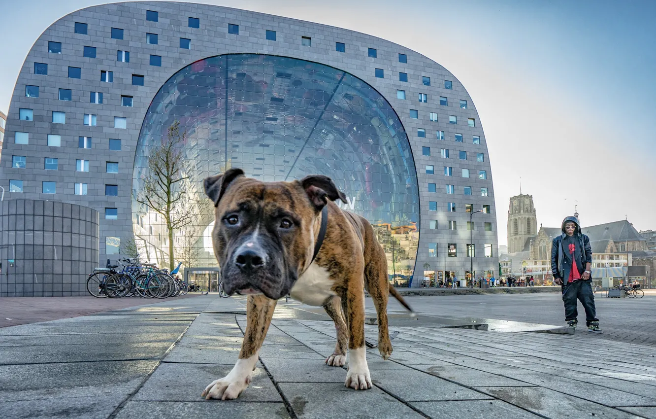 Фото обои взгляд, друг, собака, Rotterdam, South Holland, Het Lage Land