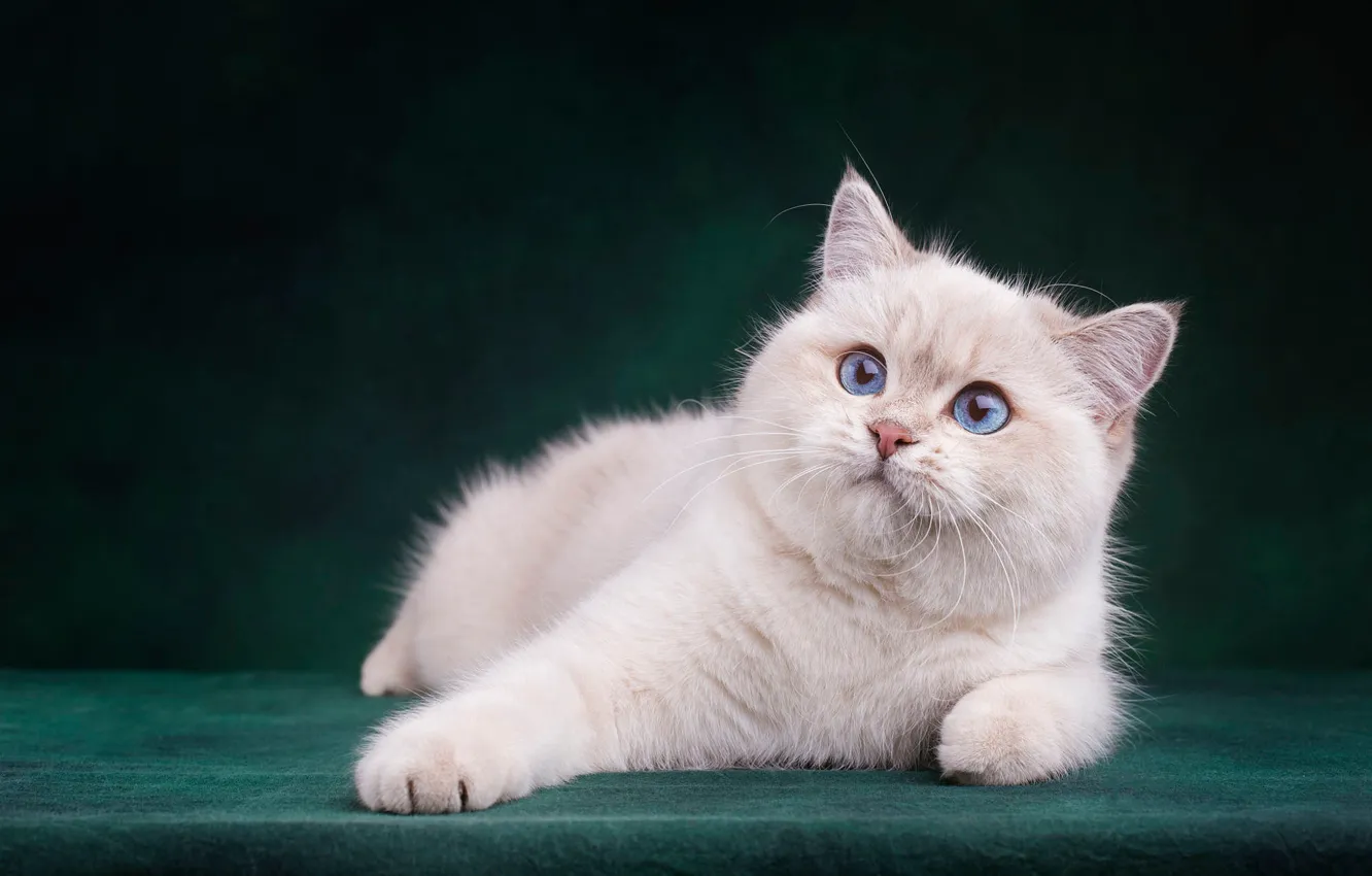 Фото обои кошка, белый, кот, взгляд, морда, поза, темный фон, котенок